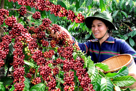 Hướng dẫn kỹ thuật trồng cây cà phê đem lại năng suất và hiệu quả cao cho bà con